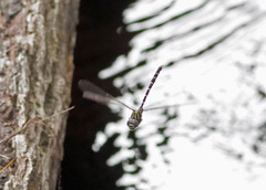 Austroaeschna cooloola