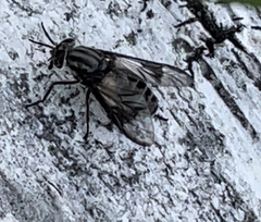 Chrysops delicatulus