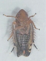 Xestocephalus provancheri