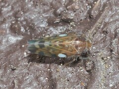 Xestocephalus provancheri