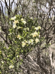 Melaleuca halmaturorum