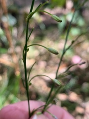 Caesia parviflora