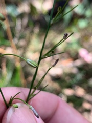 Caesia parviflora