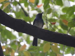 Cyornis hainanus