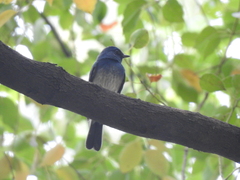 Cyornis hainanus