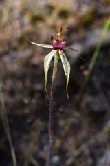 Caladenia lowanensis