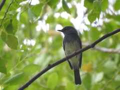Cyornis hainanus
