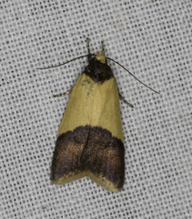 Heteroteucha dichroella