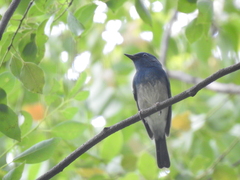 Cyornis hainanus