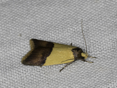Heteroteucha dichroella