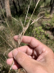 Cymbopogon refractus