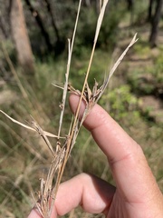 Cymbopogon refractus