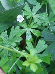 Geranium retrorsum