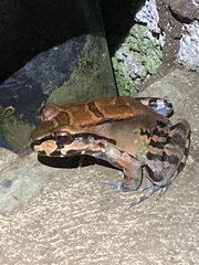 Leptodactylus savagei