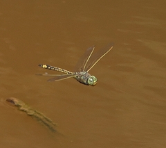 Anax papuensis