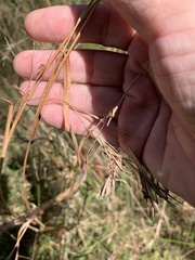 Cymbopogon refractus