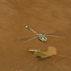 Anax papuensis