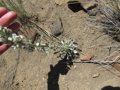 Oreocarya spiculifera