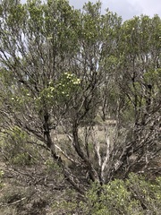 Melaleuca halmaturorum