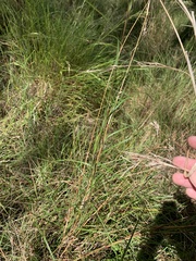 Cymbopogon refractus