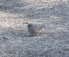 Junco hyemalis mearnsi