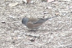 Junco hyemalis mearnsi