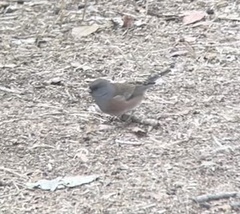 Junco hyemalis mearnsi