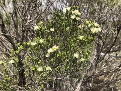 Melaleuca halmaturorum
