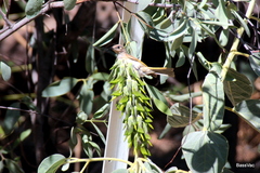Crotalaria cunninghamii