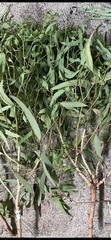 Corymbia citriodora