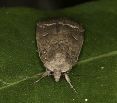 Proteuxoa