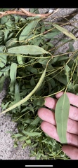 Corymbia citriodora