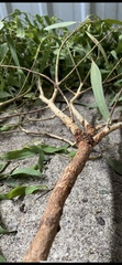 Corymbia citriodora