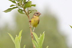 Emberiza aureola