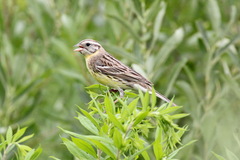 Emberiza aureola