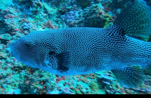 Multilined Puffer — seen at this dive site