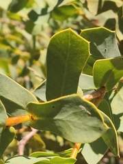 Hakea prostrata