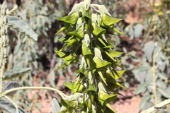 Crotalaria cunninghamii