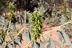 Crotalaria cunninghamii