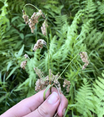Scirpus atrocinctus