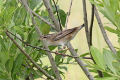 Helopsaltes certhiola