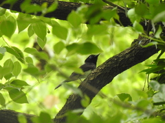 Terpsiphone atrocaudata