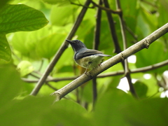 Cyornis hainanus