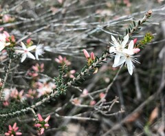 Calytrix alpestris