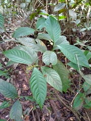 Gentianales
