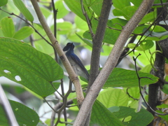 Cyornis hainanus