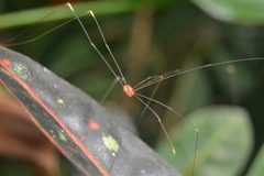 Pseudogagrella splendens