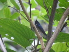 Cyornis hainanus