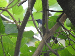 Cyornis hainanus