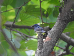 Cyornis hainanus